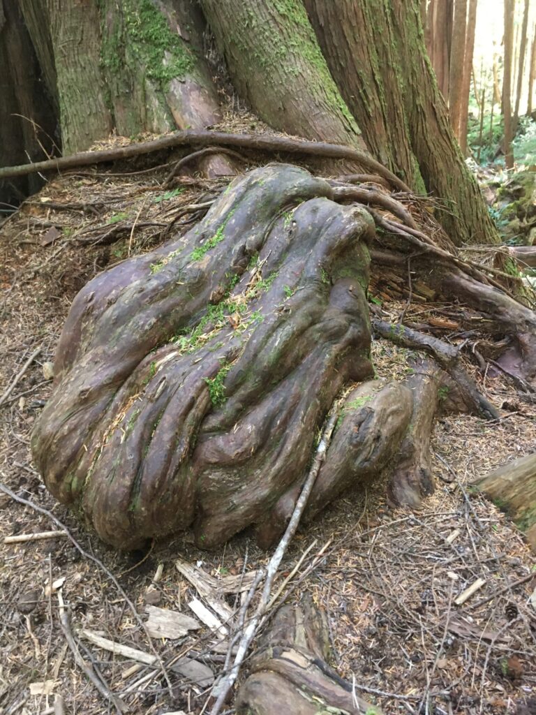 Cedar roots in the shape of a toad